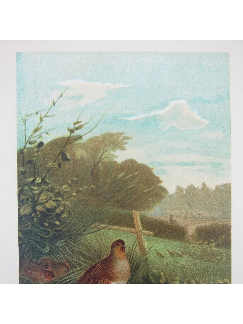 Antique 1898 Victorian Art Bird Print Lithograph Partridge Quail Louis Prang
